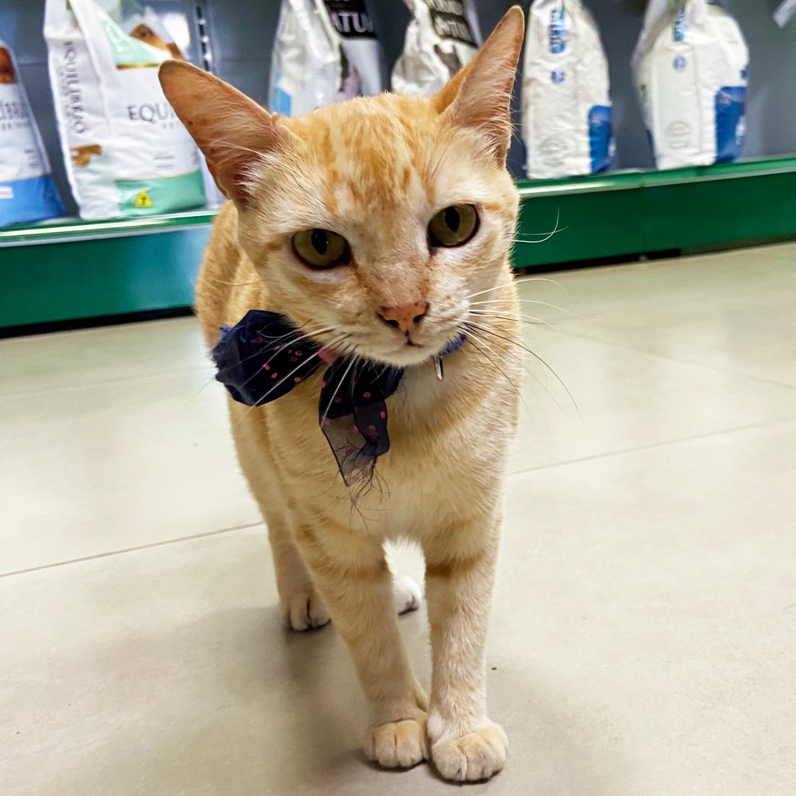 Consultas Especializadas